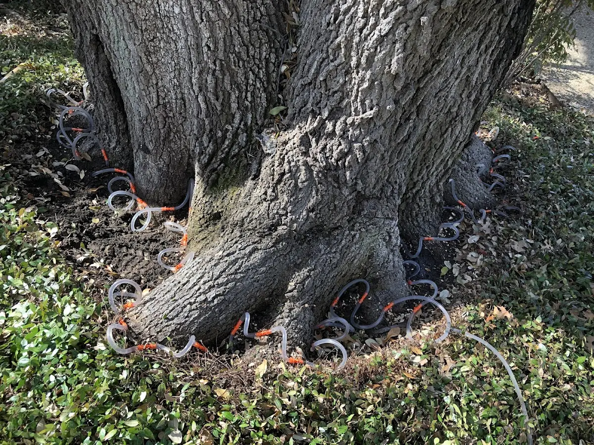 Detailed Tree Cabling and Bracing job site in Mount Hood Parkdale