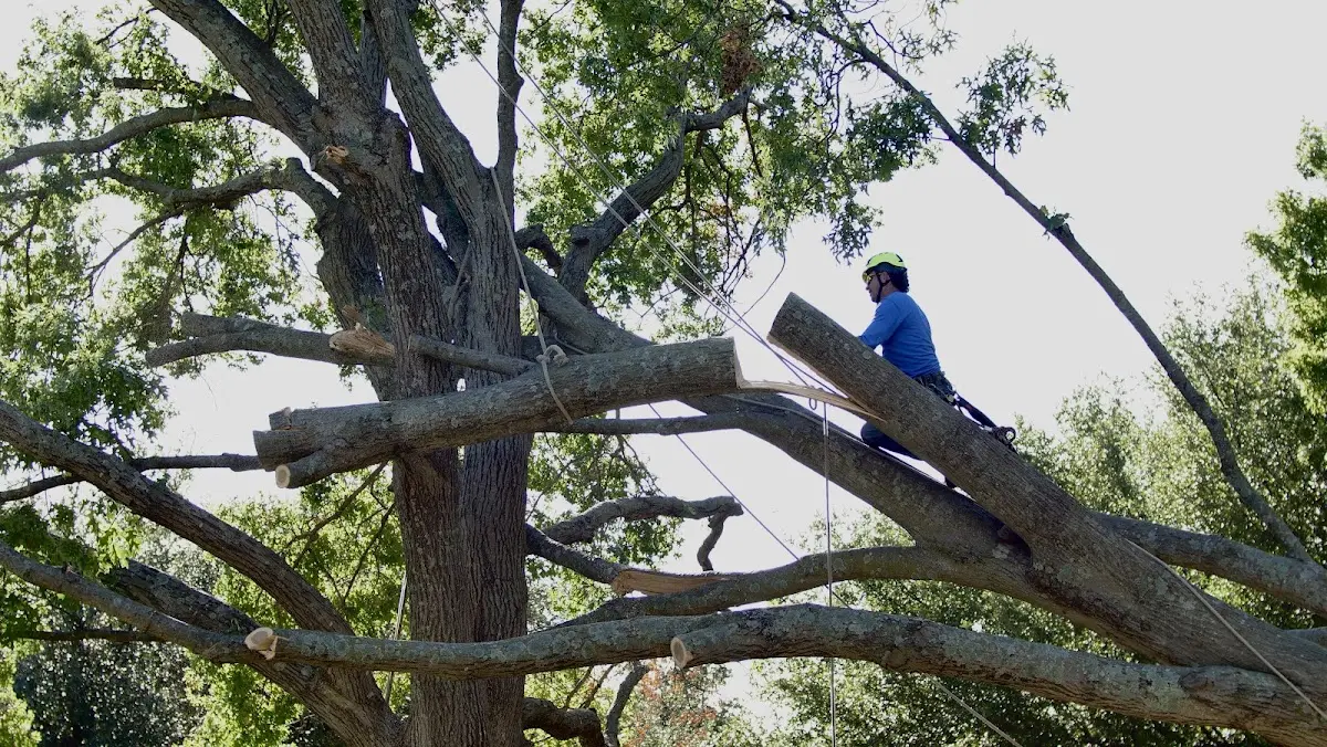 Professional Crown Thinning performed by certified arborists in Mount Hood Parkdale