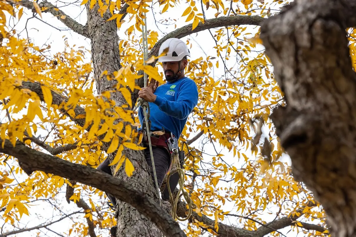 Skilled Tree Pruning crew working in Mount Hood Parkdale